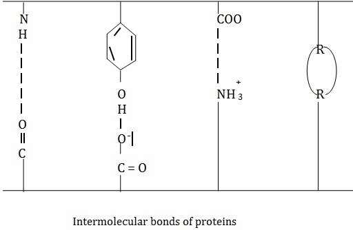 /intermolecular bonds of proteins